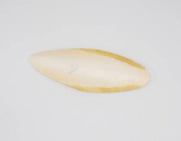 Sepiaschalen XL groß 9-11" (ca. 20-26cm) 1...