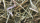 Nestmaterial Sisal Fibre 36PS Nestmaterial für Agaporniden 250g