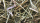 Nestmaterial Sisal Fibre 36PS Nestmaterial für Agaporniden 250g