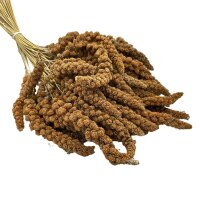 Kolbenhirse - Rot ca. 100g