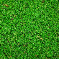 Pineta Verdure 1kg