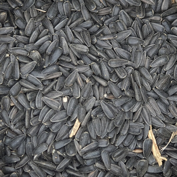 Sonnenblumen - Schwarz 15kg