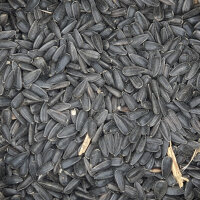Sonnenblumen - Schwarz 15kg